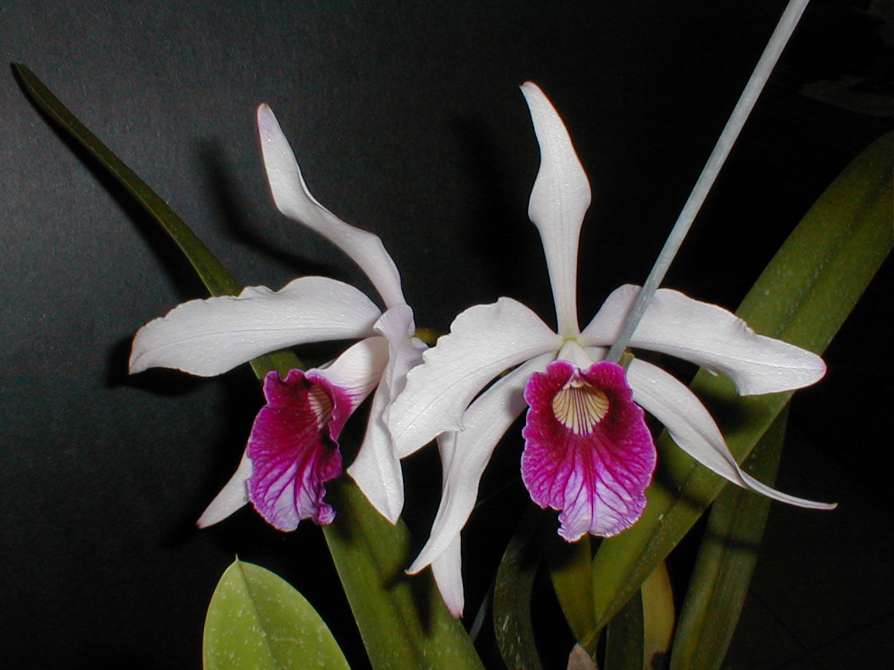 Orquídeas Franca