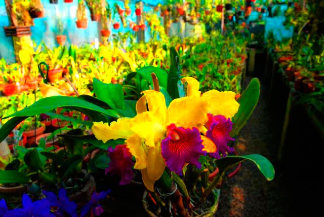 Orquídeas Franca