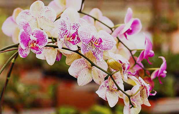 Orquídeas Franca