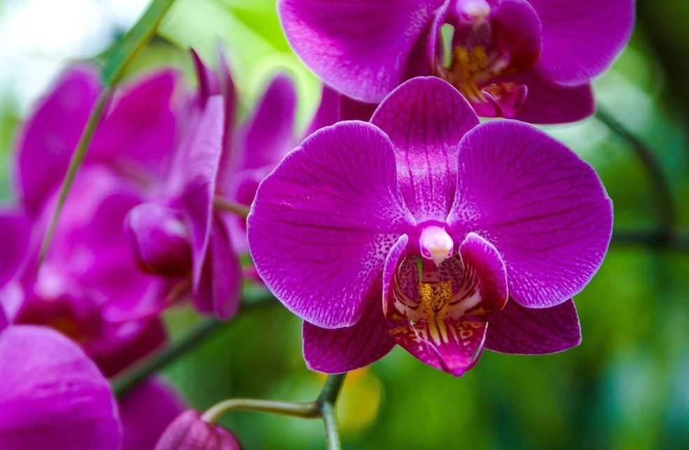 Orquídeas Franca
