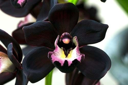 Orquídeas Franca